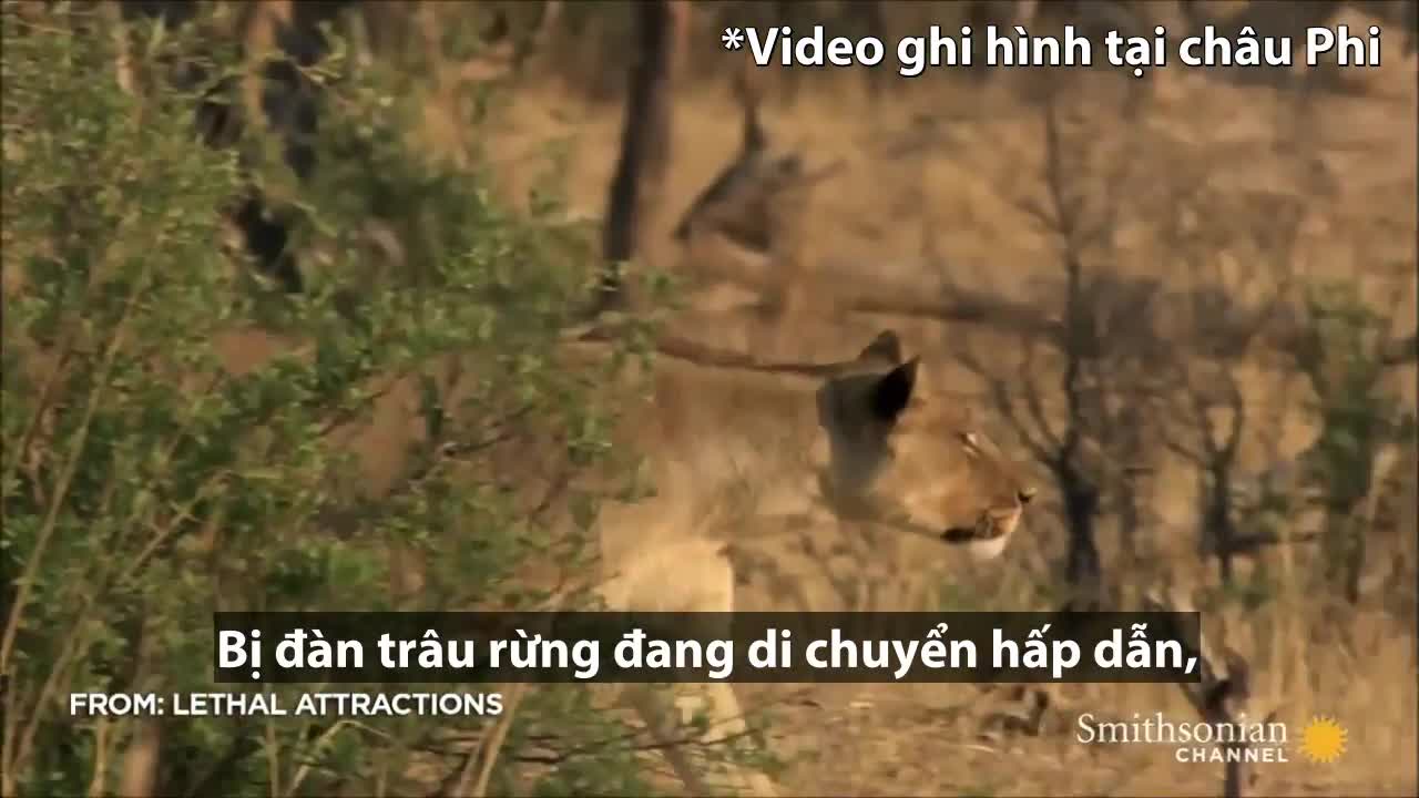 Trâu rừng nổi điên dùng sừng húc văng sư tử lên cao để cứu đồng loại