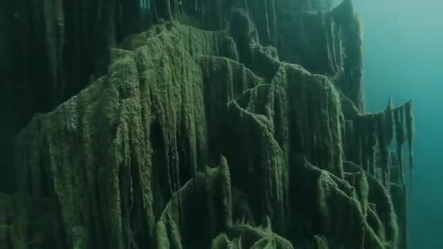 Video: Hồ nước kỳ ảo “siêu thực” hô biến cây mọc ngược dưới đáy
