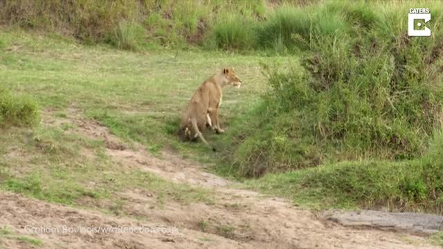 Video: Sư tử no đòn vì bị ngựa vằn tung cước phản công