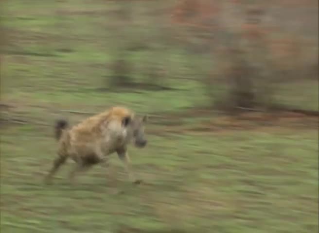 Linh dương impala đánh lừa cả báo săn lẫn linh cẩu, đào tẩu ngoạn mục