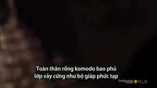Video: “Vũ khí” nào biến rồng Komodo thành sát thủ săn mồi