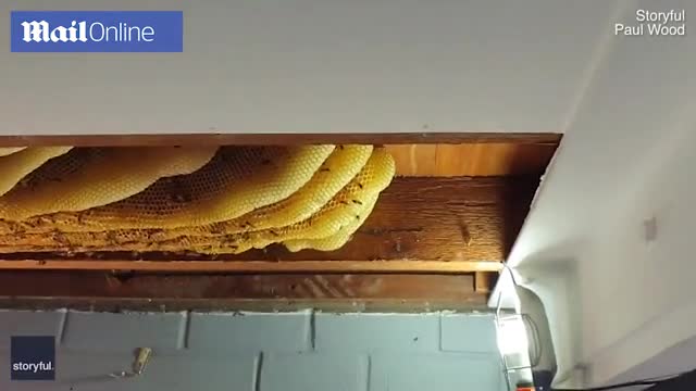 Video: Bàng hoàng phát hiện tổ ong dài 2 m với 70.000 con ong làm tổ trong phòng khách