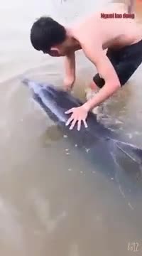 Người dân Quảng Nam đưa cá heo ra biển