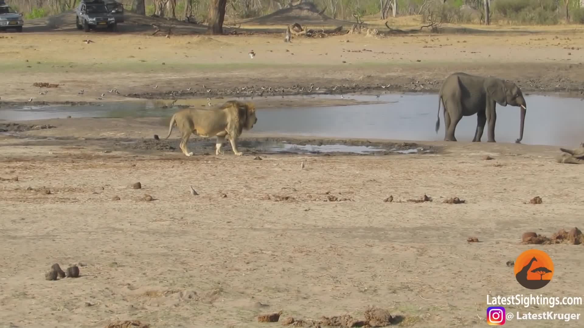 Video: Sư tử “ranh mãnh” thực hiện cú lừa ngoạn mục đoạt mạng voi con