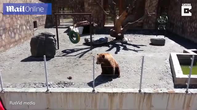 VIdeo: Gấu nâu khổng lồ bất ngờ vẫy tay chào du khách