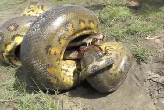 Trăn khổng lồ anaconda tử chiến cá sấu caiman, con nát đầu, kẻ nghẹt thở