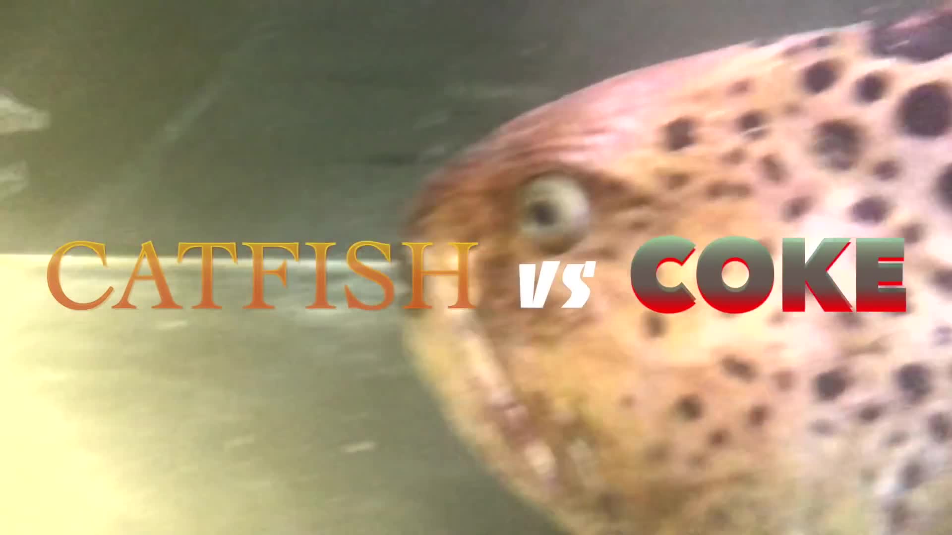 Video: Cá soi chặt lìa đầu vẫn ngoạm nát lon nước