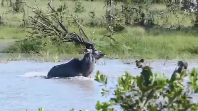 Thủy chiến căng thẳng, linh dương Kudu tung vó dìm chó hoang xuống nước