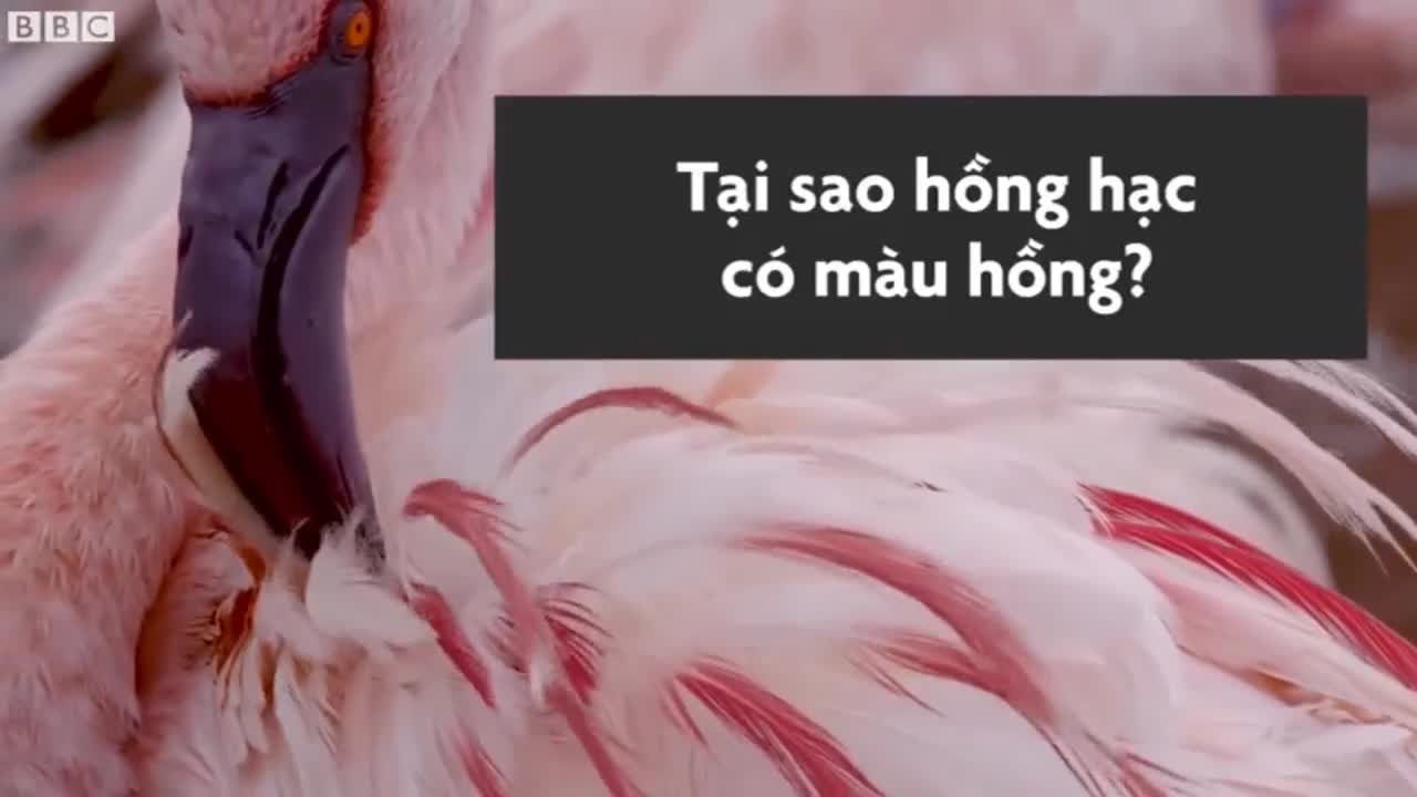 Vì sao chim hồng hạc có màu hồng?