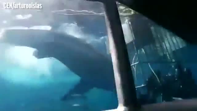 Video: Cá mập trắng siêu to khổng lồ lao vào lồng bảo vệ thợ lặn và nhận cái kết đắng