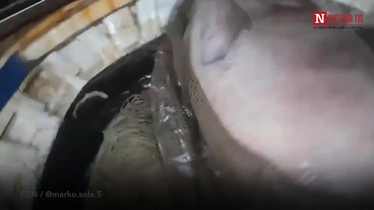 Bắt được cá mập 6 mang lớn nhất thế giới