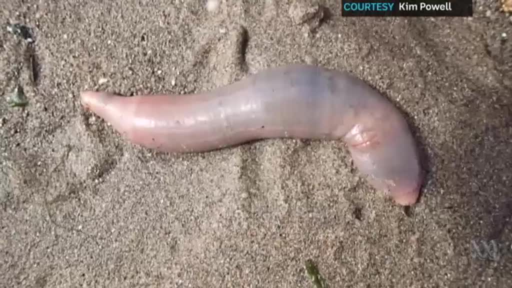 Video: Cá dương vật dạt vào bãi biển ở Mỹ