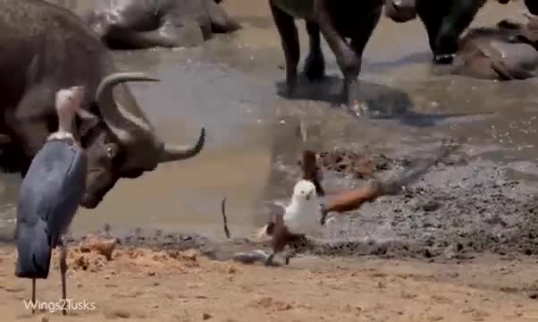 Video: Đại bàng hung dữ cướp mồi của cò, tấn công trâu Cape khổng lồ