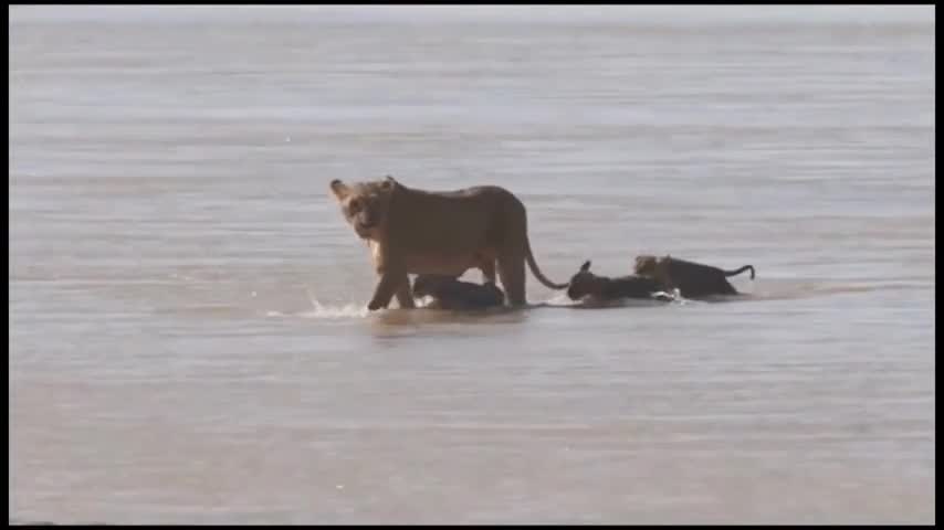 Video: Sư tử mẹ ngoạm cổ kéo con non đang chìm dưới dòng nước “tử thần”