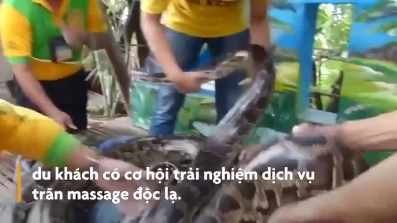 Trăn khổng lồ làm nhân viên massage tại sở thú Philippines