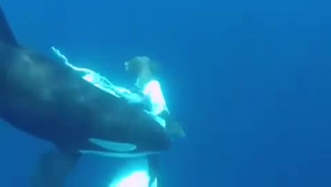 Video: Hãi hùng cá voi sát thủ xé xác cá mập búa