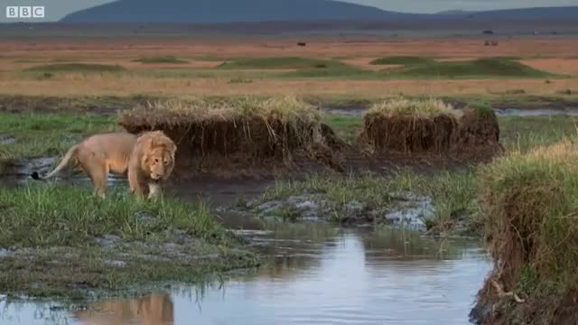 Sư tử bị hơn 20 con linh cẩu cắn xé và màn hộ giá đầy kịch tính