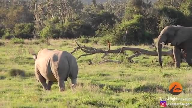 Video: Tê giác vô cớ nổi điên tấn công voi, nhận cái kết bẽ bàng