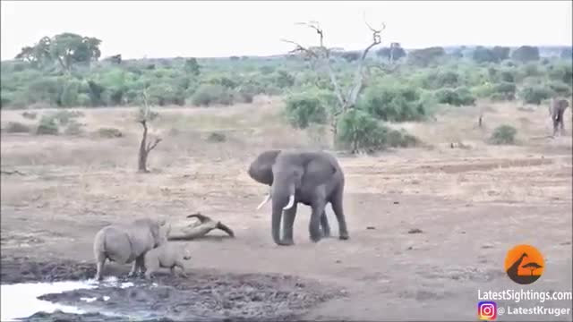 Video: Tê giác mẹ giương oai dọa voi, nào ngờ bị voi húc ngã chiếm địa bàn