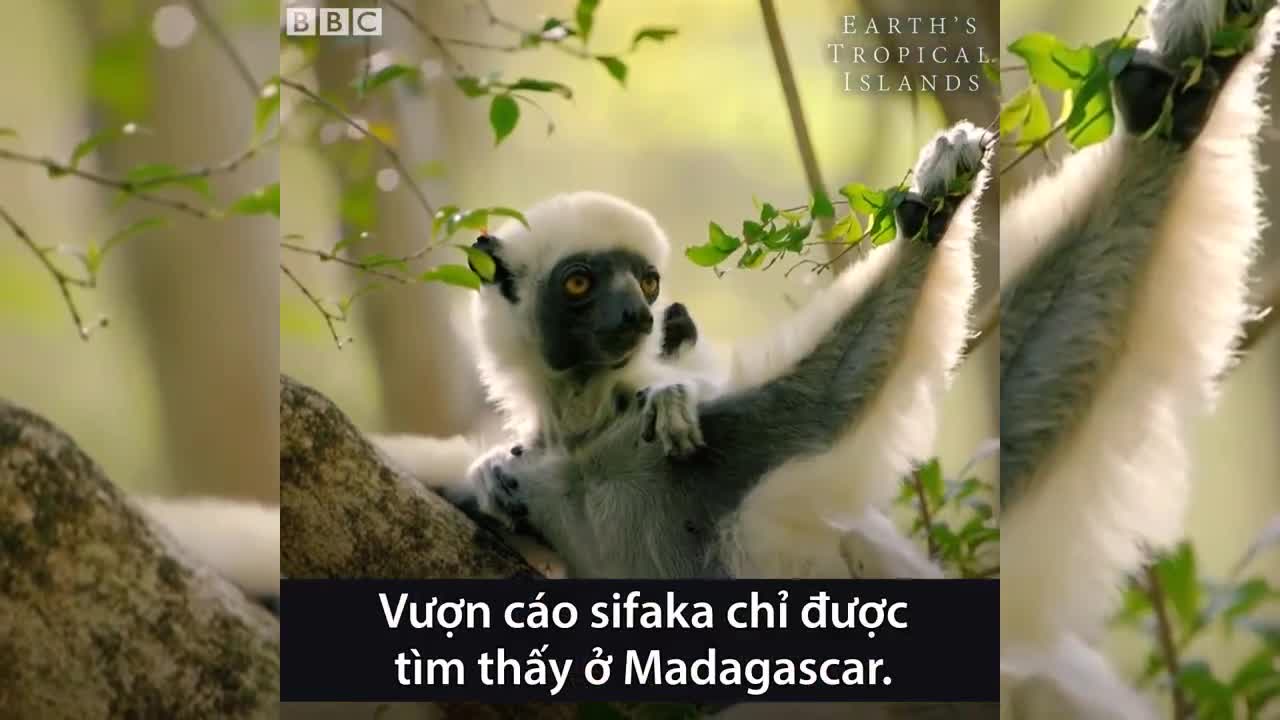Vượn cáo vượt vách đá tử thần ở Madagascar để kiếm ăn