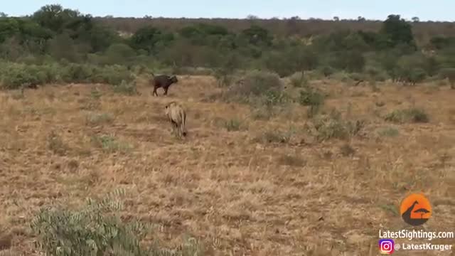 Video: Sư tử tấn công trâu rừng nào ngờ bị cả đàn đuổi chạy té khói 