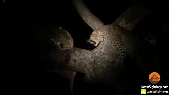 Video: Báo đốm mải tranh giành miếng mồi, nào ngờ lại rơi vào tay linh cẩu