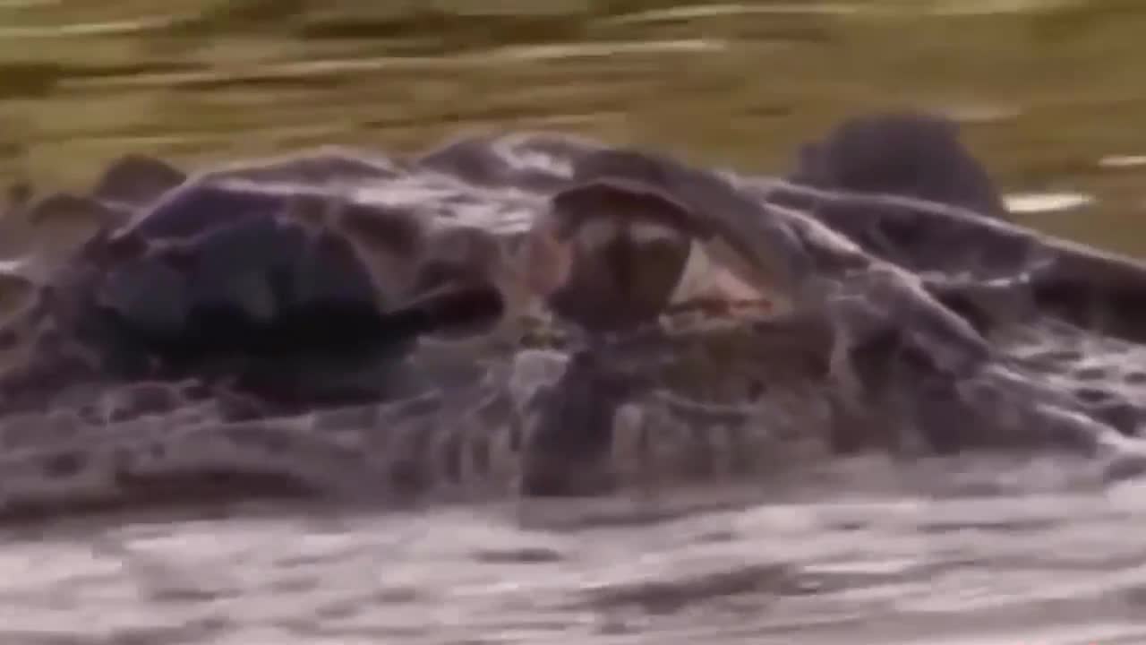 Cá sấu đơ người sau khi đối đầu với lươn điện