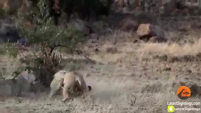 Video: Sư tử cái “lật mặt” đánh đuổi hai con đực sau khi hiệp lực hạ gục ngựa vằn