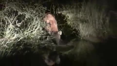 Linh cẩu săn mồi lúc nửa đêm