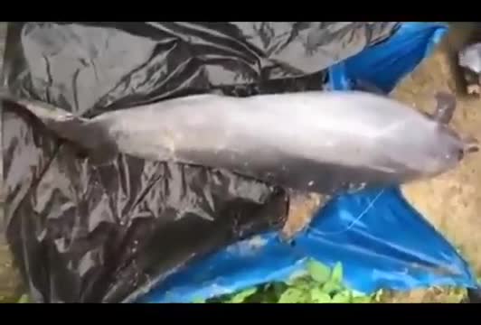 Clip con cá heo được người dân giải cứu