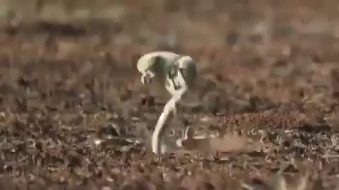 Video: Cầy mangut né đòn chí mạng của rắn hổ mang 