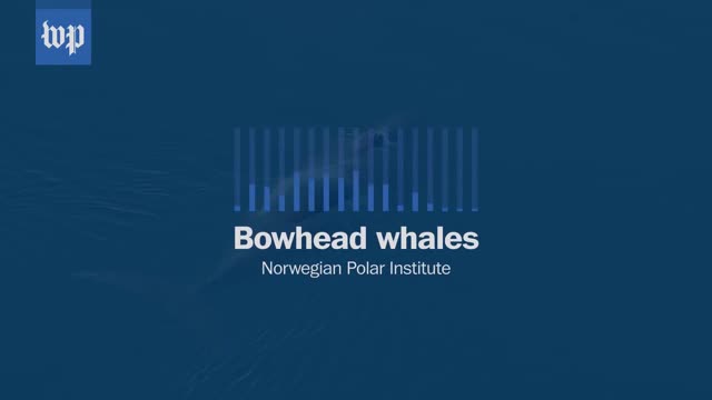 Video: Giải mã bí ẩn tiếng hát của cá voi lưng gù 