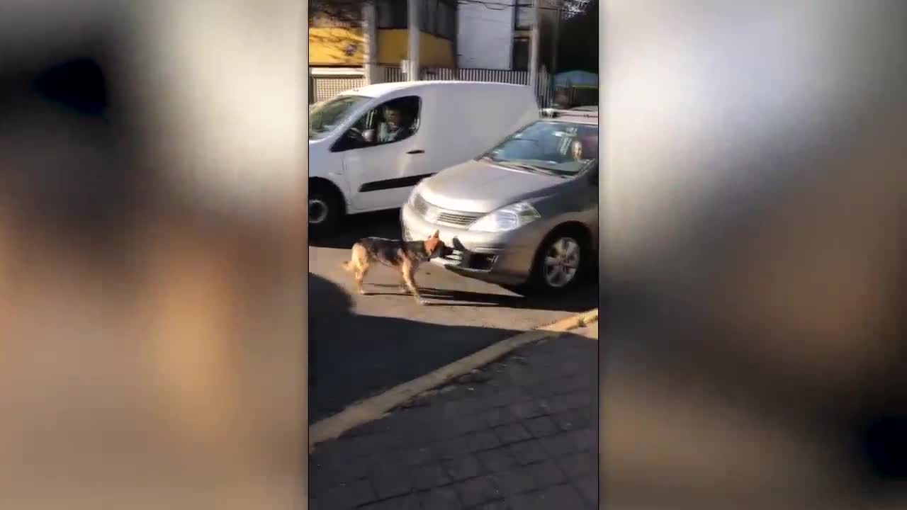 Soup sáng: Chú chó bị bỏ rơi vẫn cố chạy theo xe của chủ khiến người xem rơi nước mắt