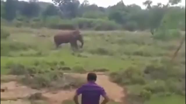 Người đàn ông Sri Lanka mất mạng vì trổ tài thôi miên voi