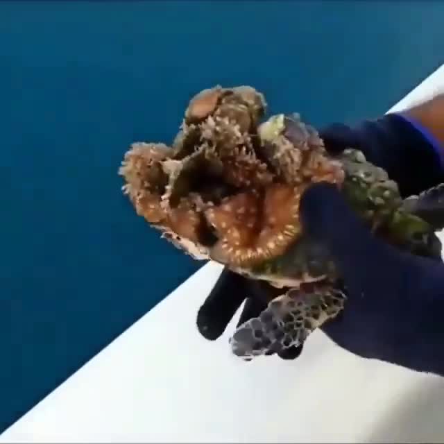 Nổi da gà cảnh hà biển bám cứng trên mai rùa con