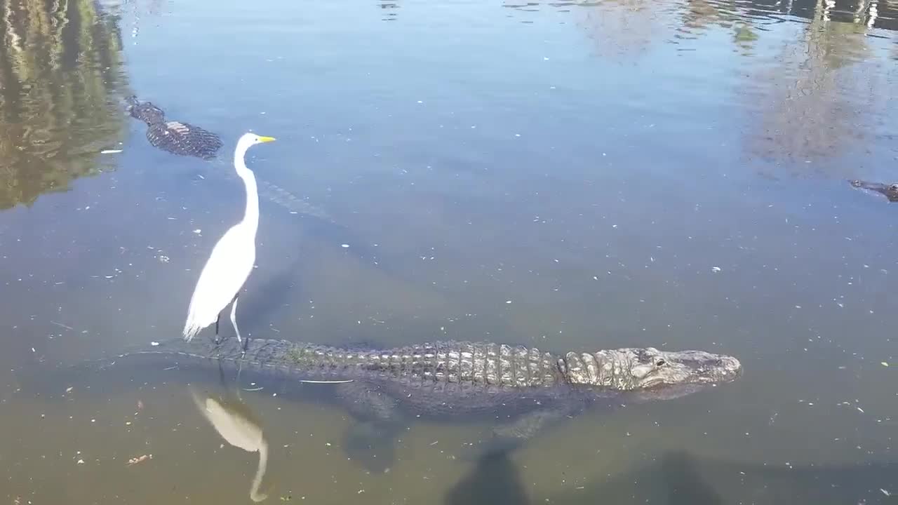 Có trắng dửng dưng đứng trên lưng cá sấu