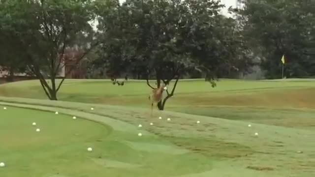 Hành động kỳ lạ của chú chim chân dài tại sân golf