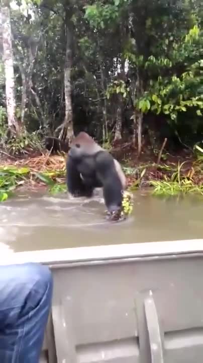 Khỉ đột hoang dã tạt nước vào mặt con con người rồi bỏ chạy
