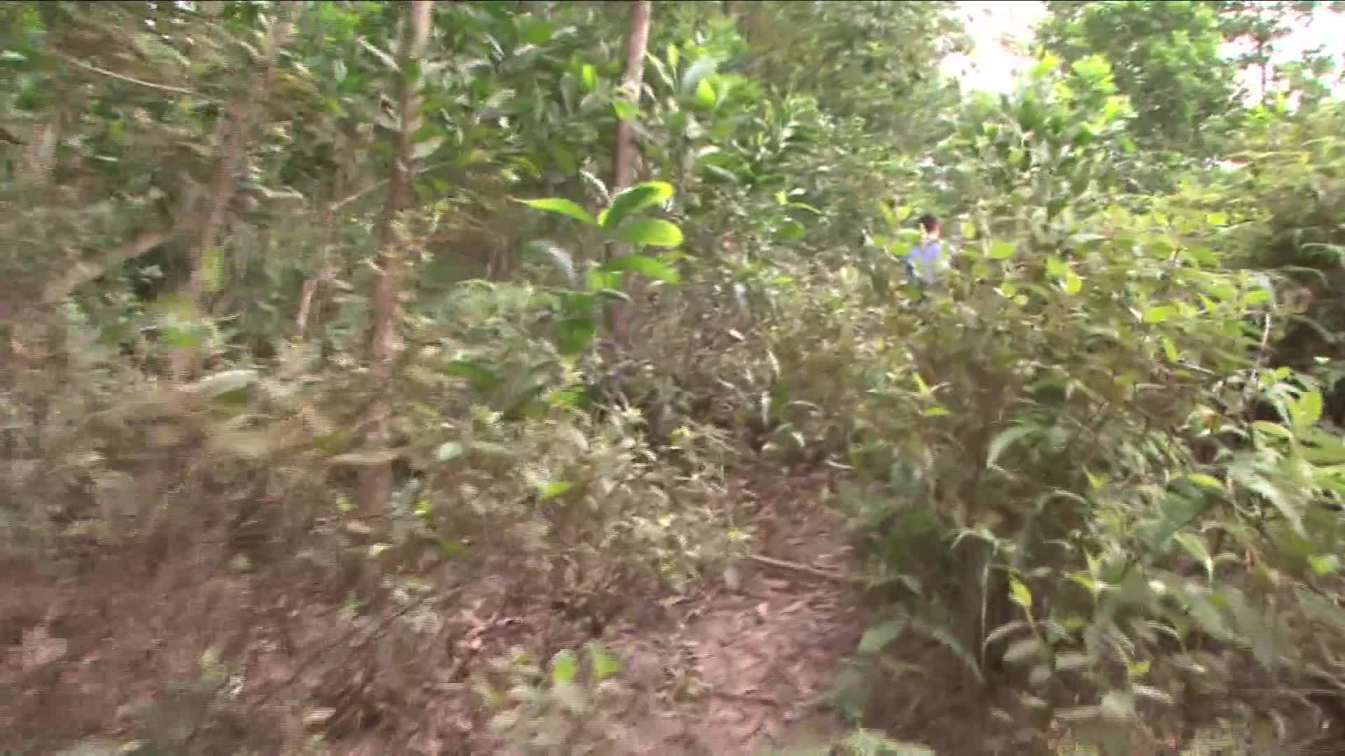 Video cảnh sát ập vào rừng bắt đường dây đánh bạc nghìn đô