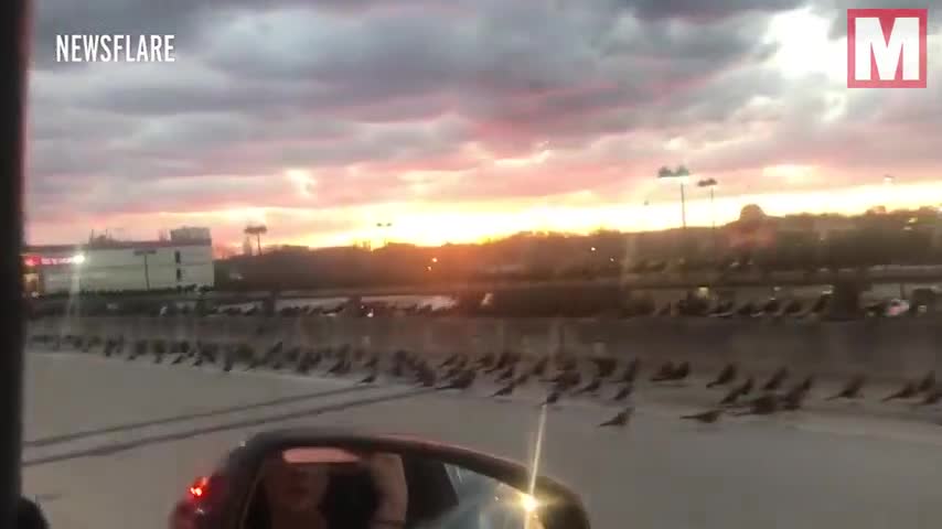 Hãi hùng hàng ngàn con chim vây chiếm bầu trời