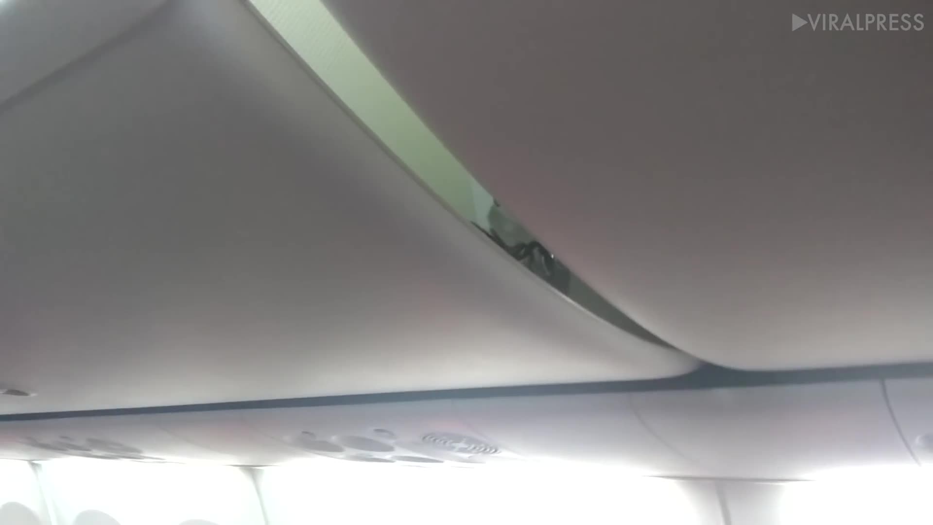 Bọ cạp rừng khổng lồ xuất hiện trên máy bay