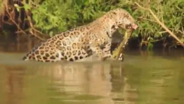 Báo đốm dạy con cách săn mồi
