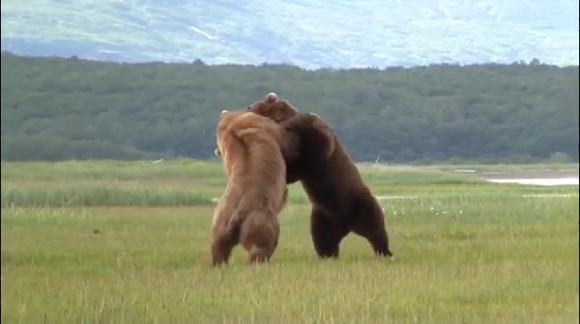 Gấu nâu Alaska gầm thét, quyết chiến trên cánh đồng
