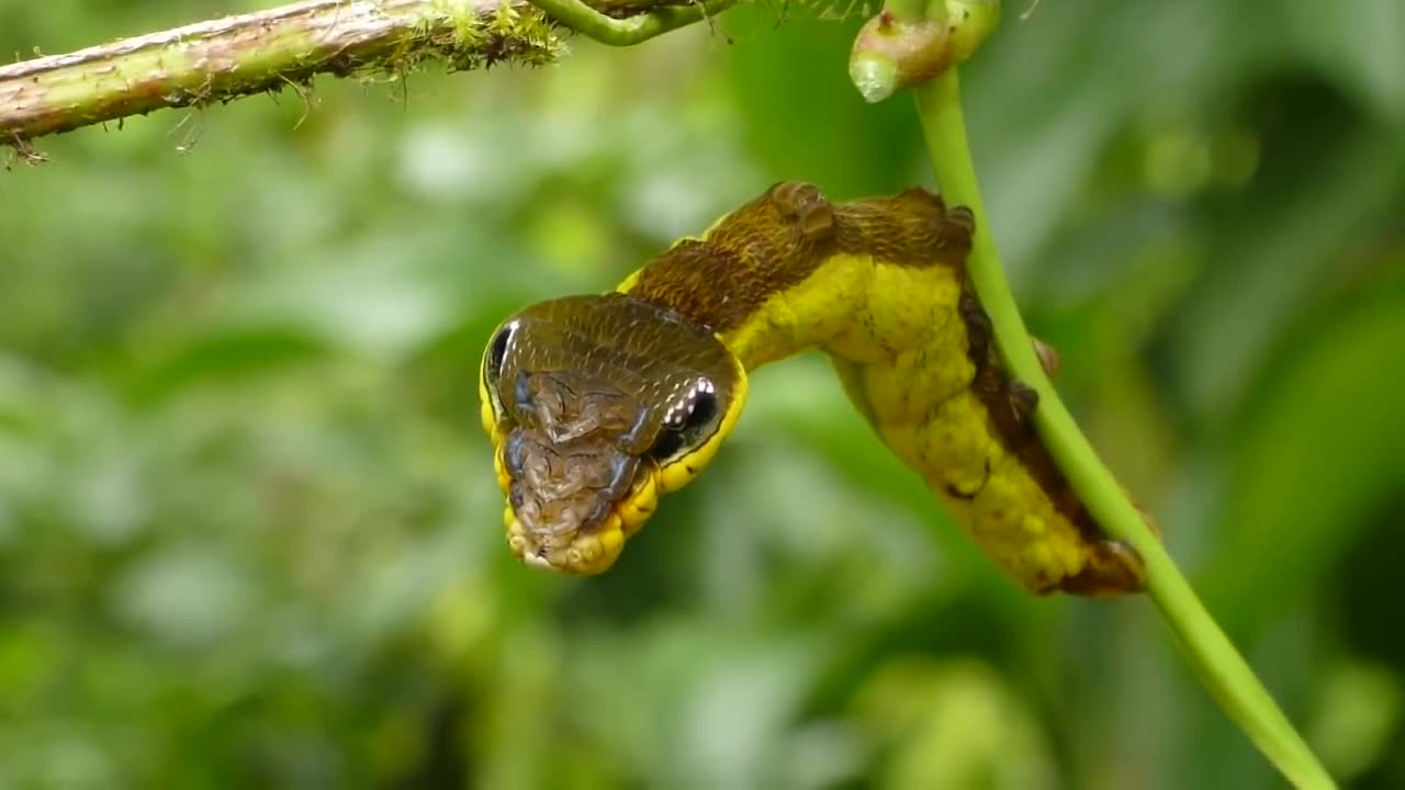 Sâu bướm biến hình thành rắn độc để đe dọa kẻ thù