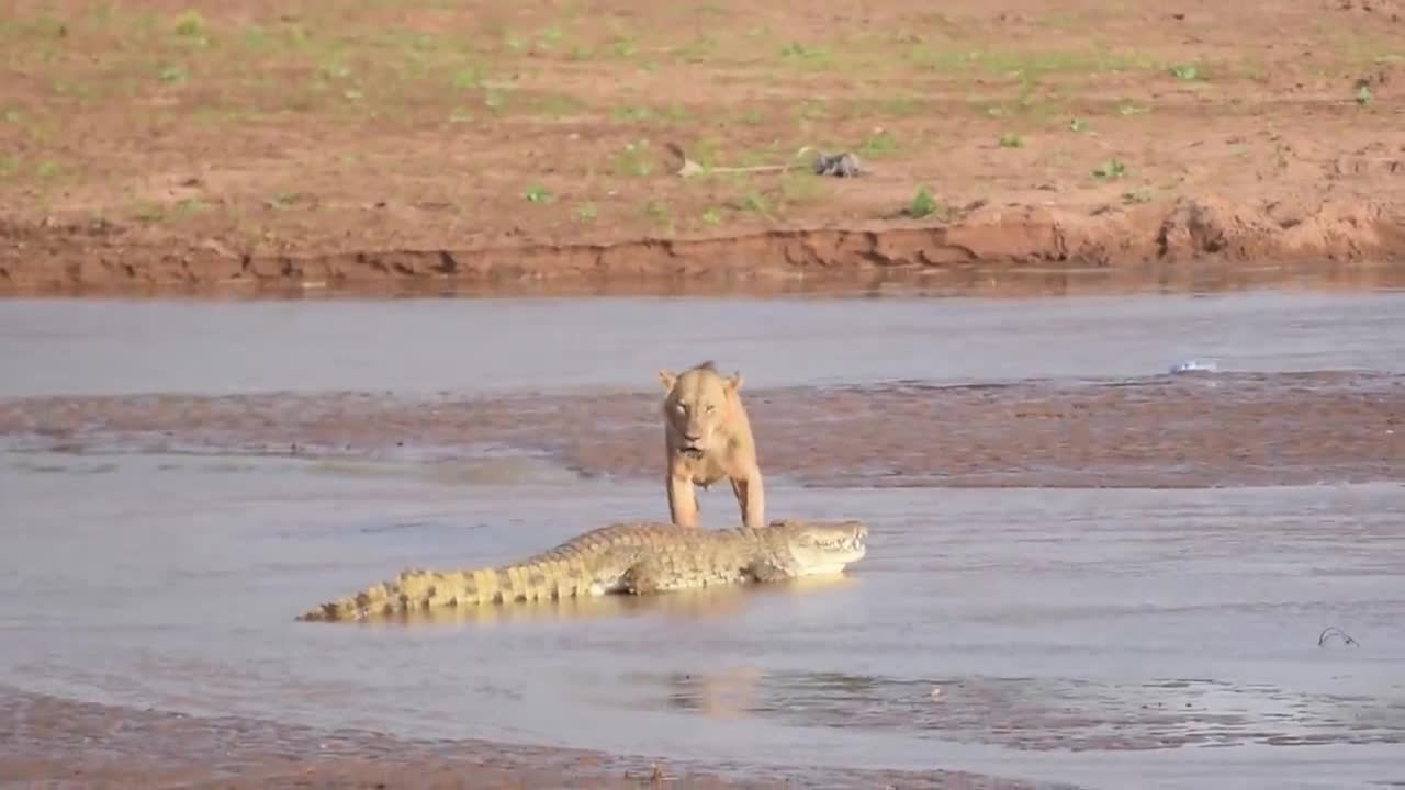 Cá sấu một mình quyết chiến với 3 con sư tử