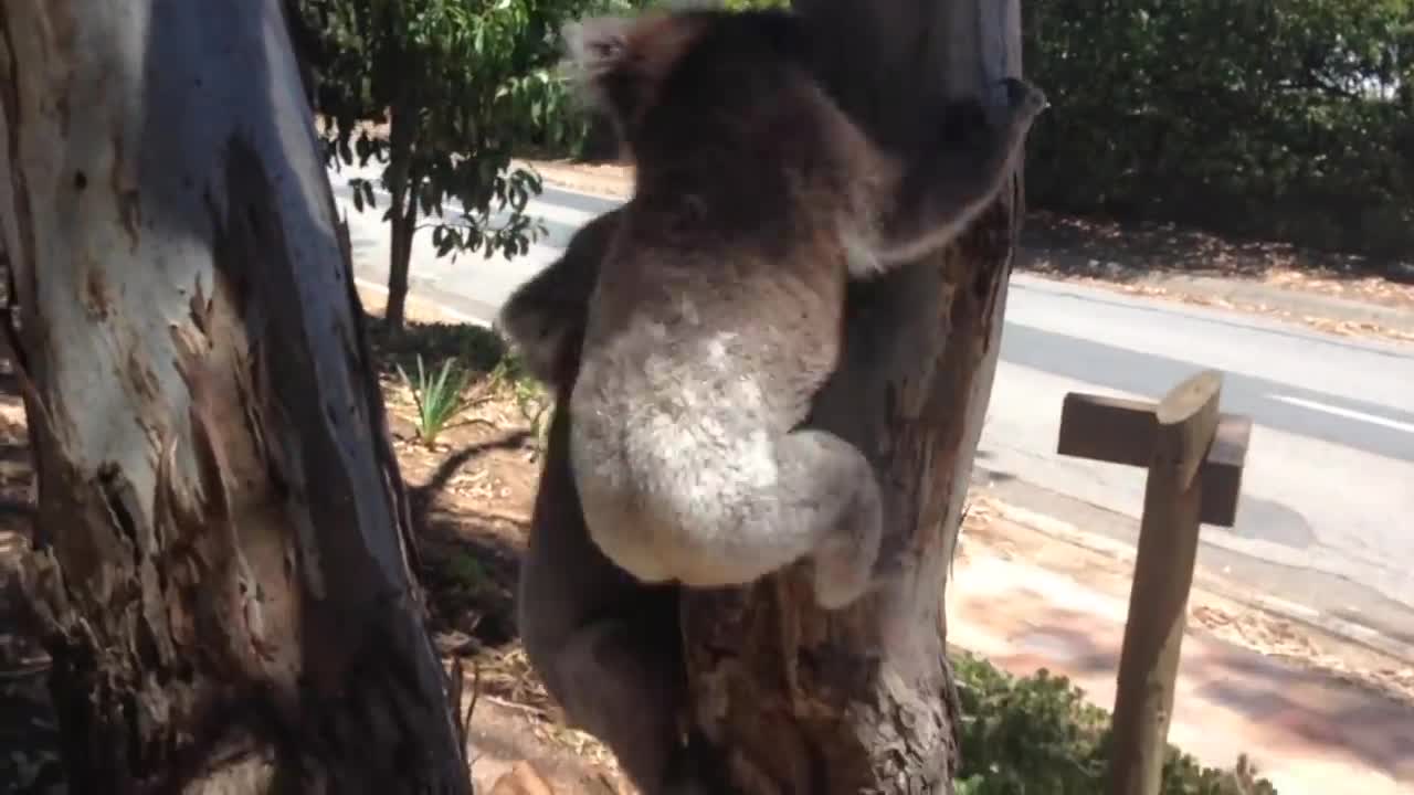 Koala bất lực bị kẻ bắt nạt chiếm mất nơi ở