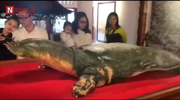 Cận cảnh tiêu bản cụ rùa Hồ Gươm trưng bày tại đền Ngọc Sơn