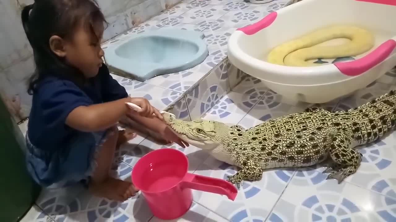 Hết hồn cảnh bé gái ngồi đánh răng cho cá sấu