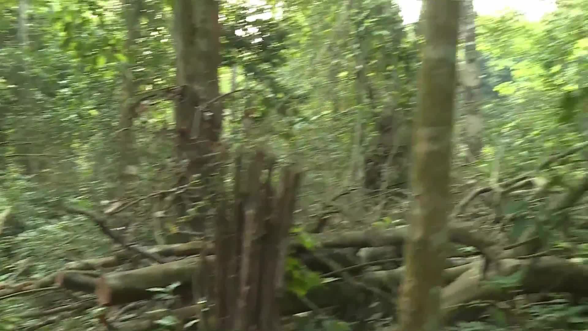 Video: Hiện trường vụ phá rừng nghiêm trọng tại VQG Phong Nha - Kẻ Bàng
