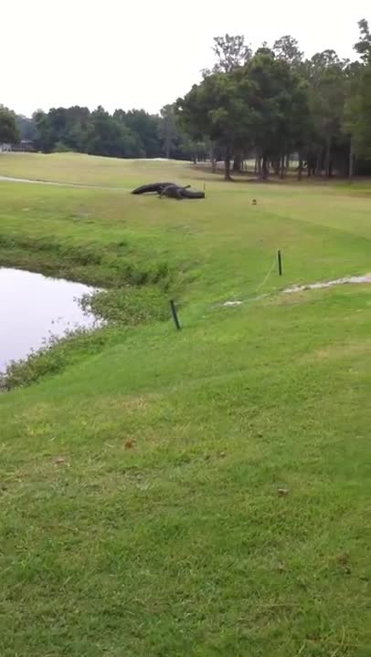 Cá sấu tử chiến trên sân golf